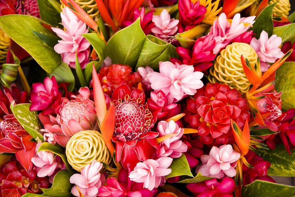 Pink and red flowers