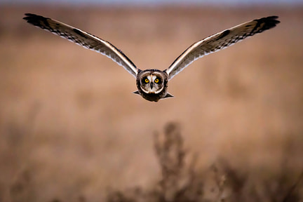 Photo by Pete Nuij brown and white owl on brown tree branch during daytime